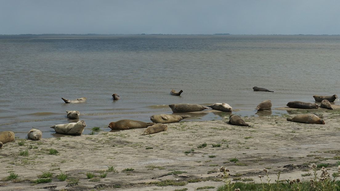 Zeehonden op de Punt van Reide