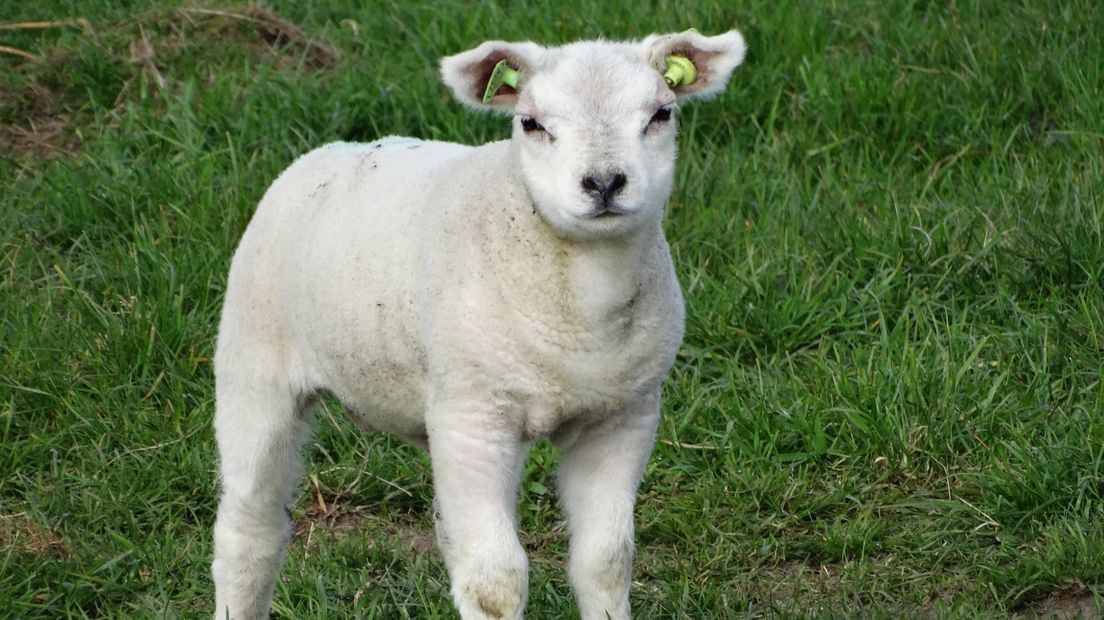 Archieffoto van een lammetje (Rechten: pixabay.com)