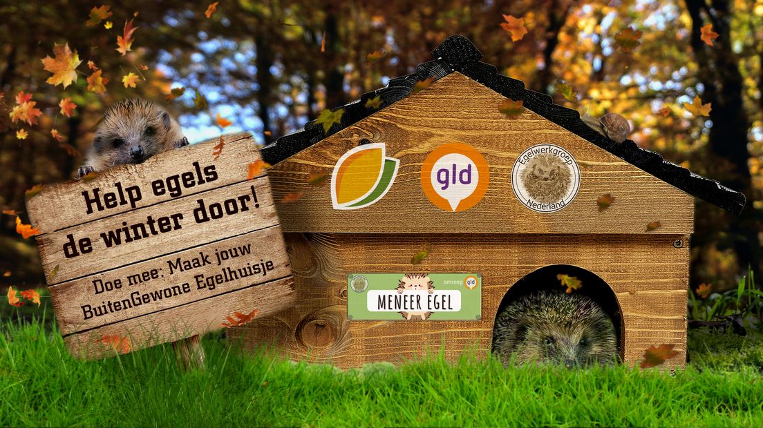 Hou je van zagen, timmeren en creatief bezig zijn? Dan heeft BuitenGewoon, het natuurplatform van Omroep Gelderland, een leuke instructievideo voor je. Ga jij in de herfstvakantie aan de slag met dit egelhuisje?