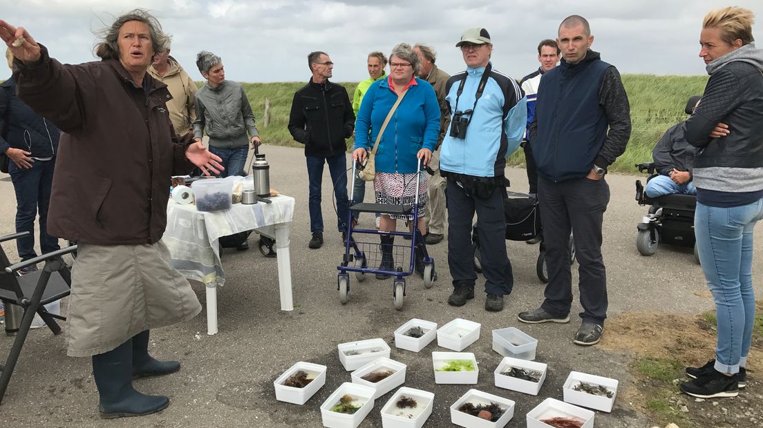 Deelnemers krijgen workshop over eetbare wieren