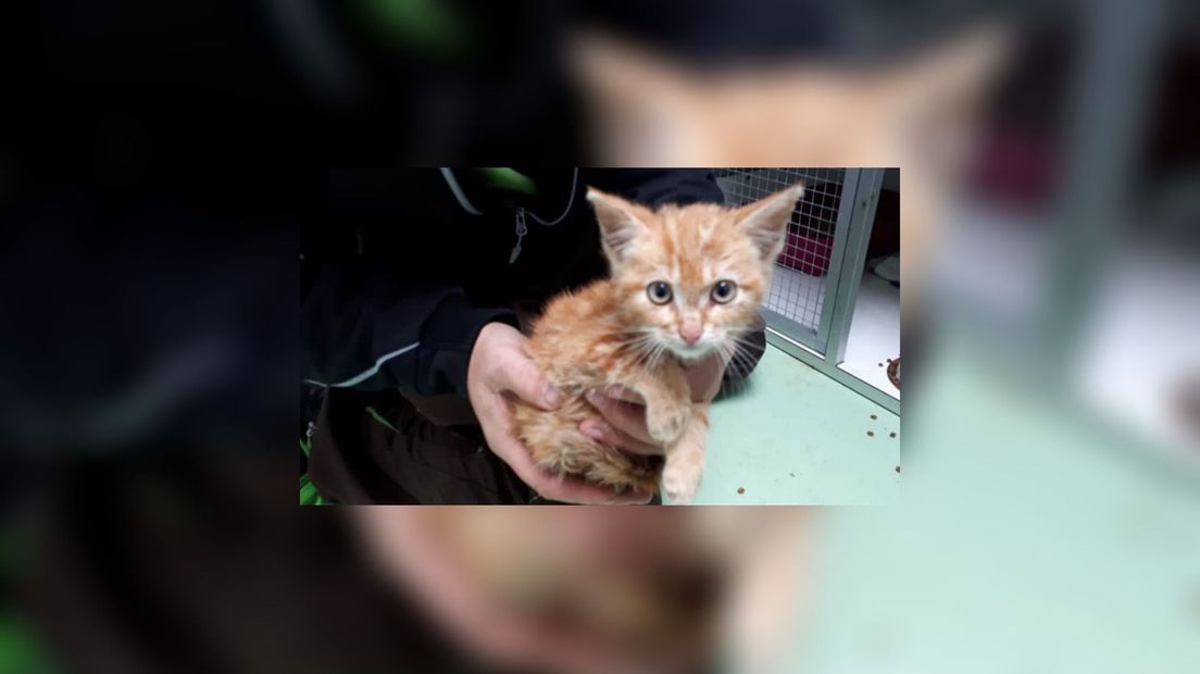 Politie vindt jonge katten in de kliko in Kootstertille - Omrop Fryslan