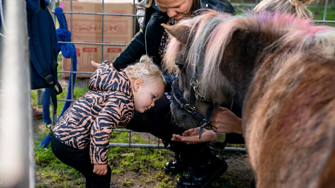 Dag van het paard in Orvelte