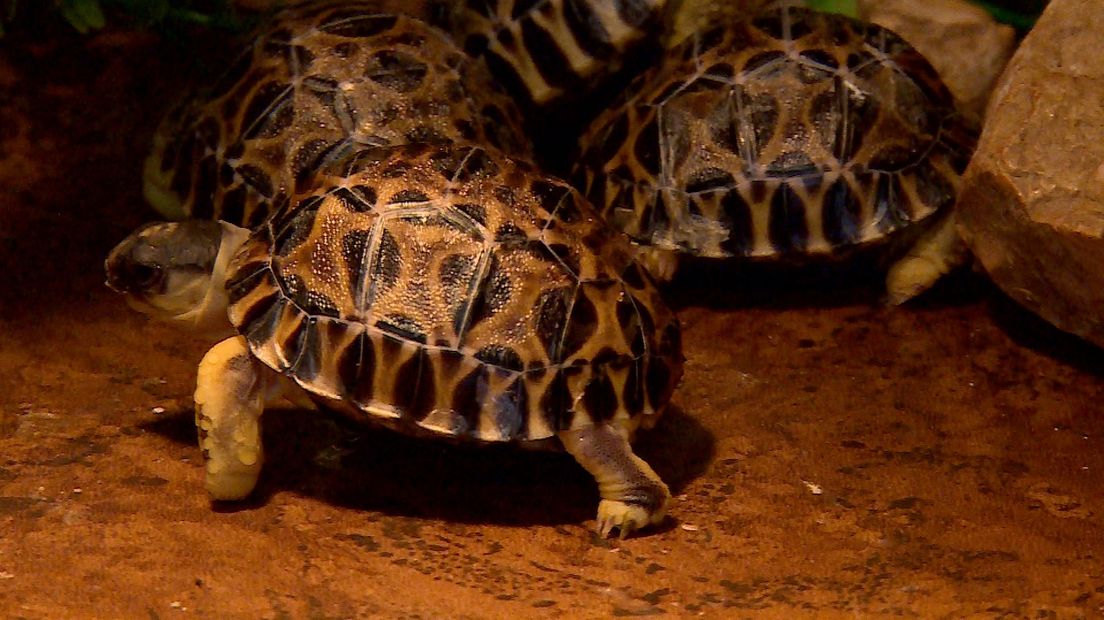 Stralenschildpadjes Iguana