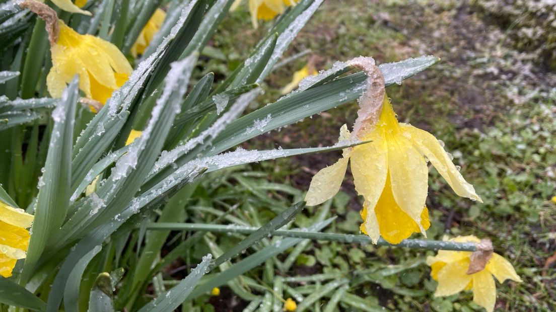 Narcissen onder een sneeuwlaagje