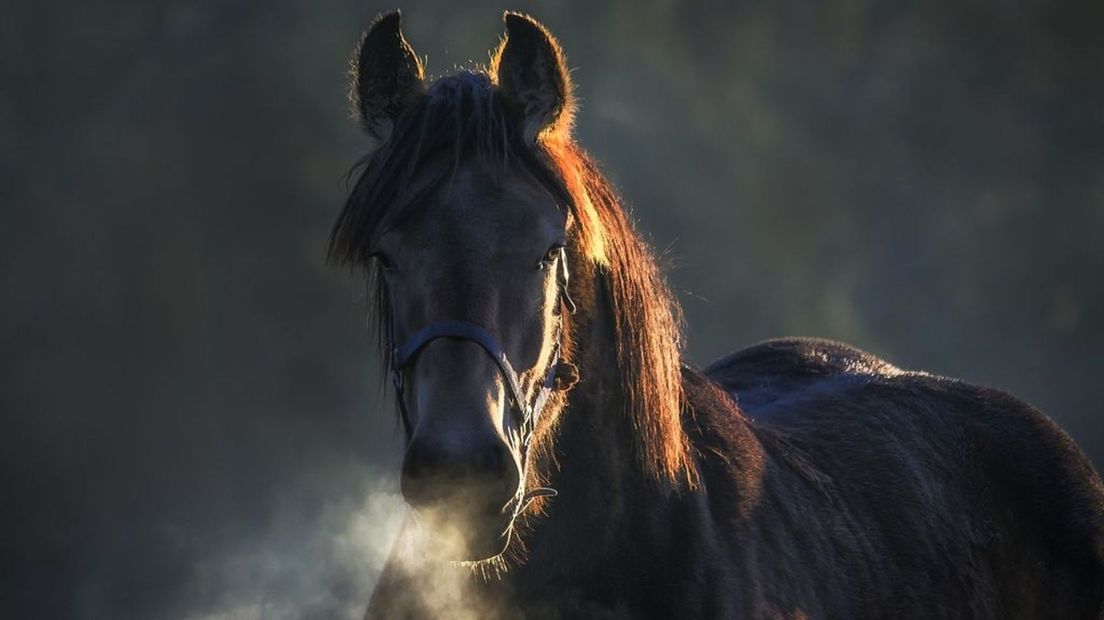 Het Rhinovirus maakt paarden ziek en kan zelfs dodelijk zijn.