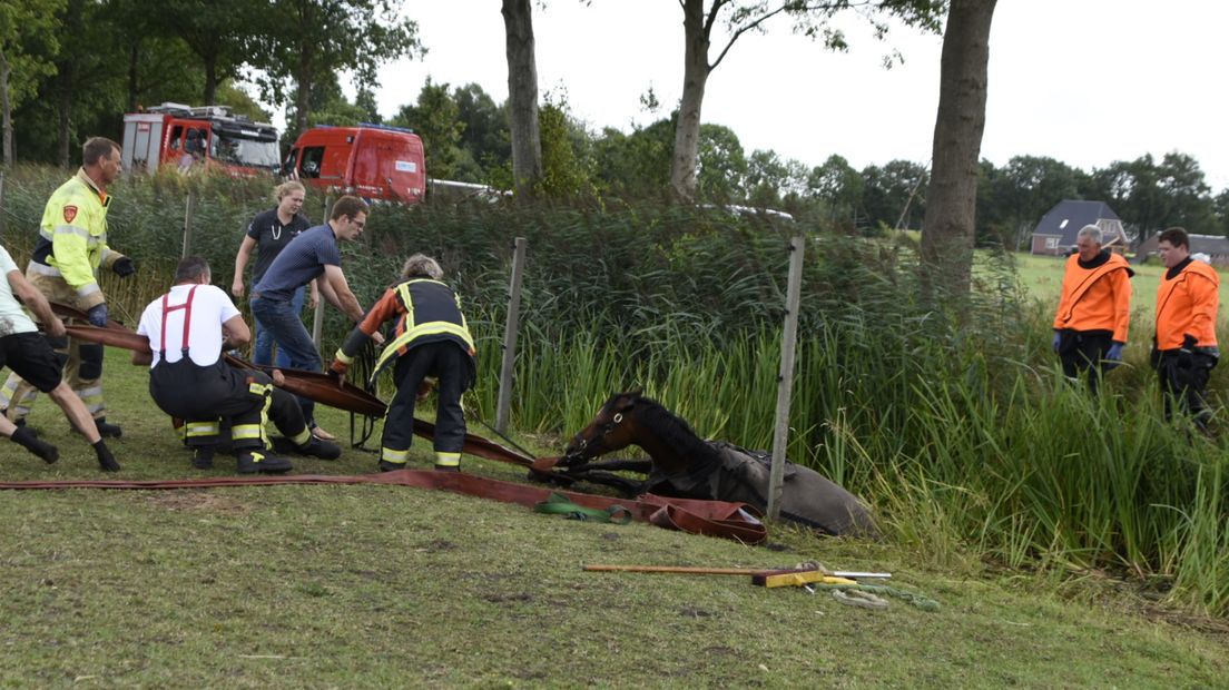 De brandweer trekt het paard op het droge