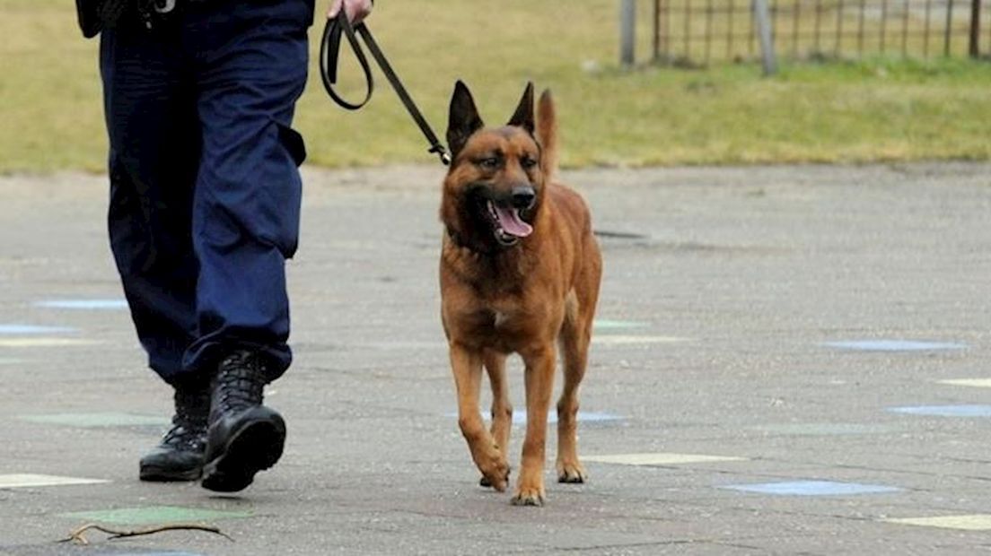 Politiehond