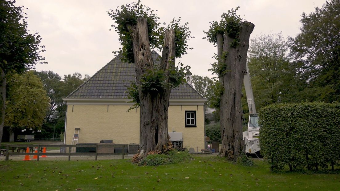 Oude lindes op Landgoed Lemferdinge geveld