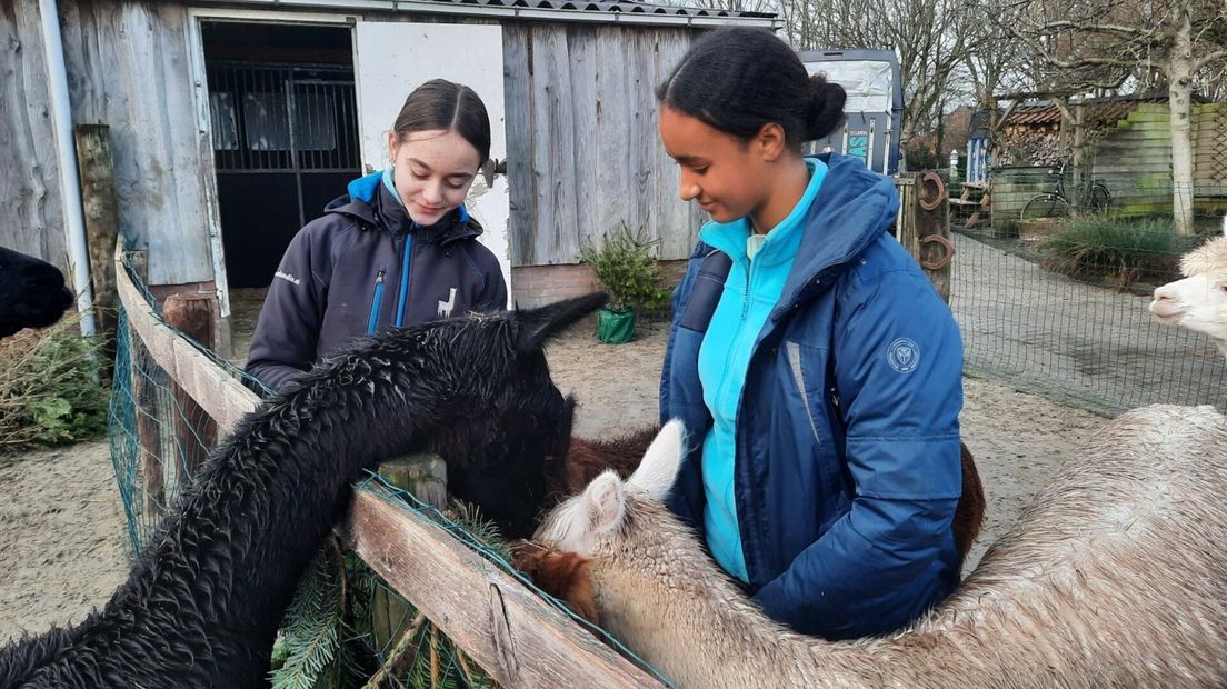 De alpacaboerderij in Aagtekerke