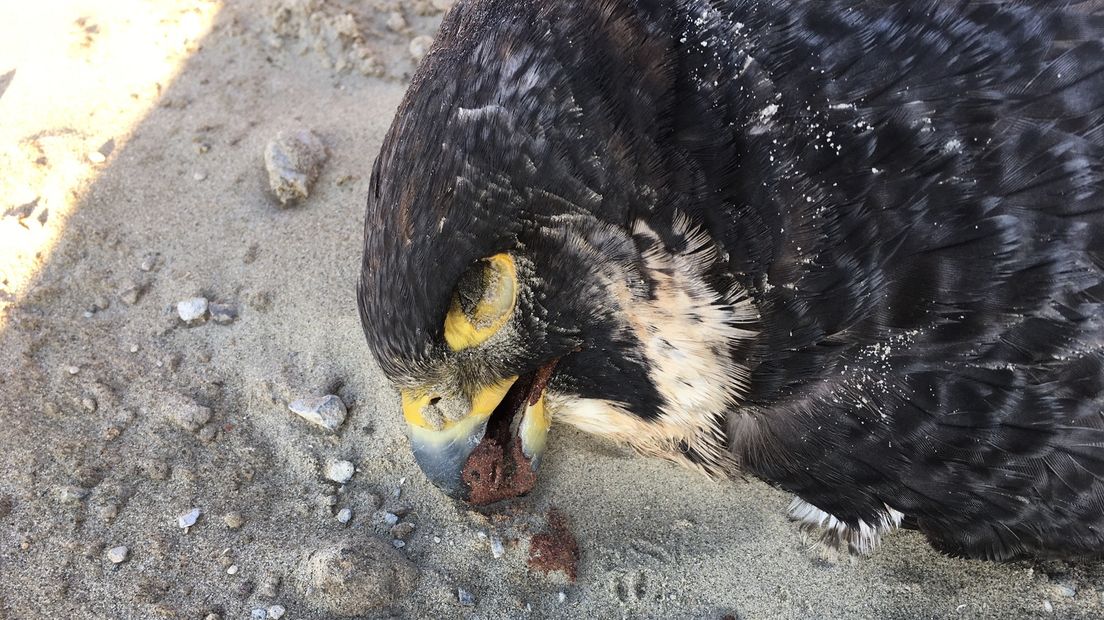 Vogelgriep bij dode slechtvalk op Neeltje Jans