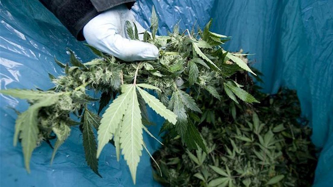 Man heeft meer dan 25 kilo hennep in huis