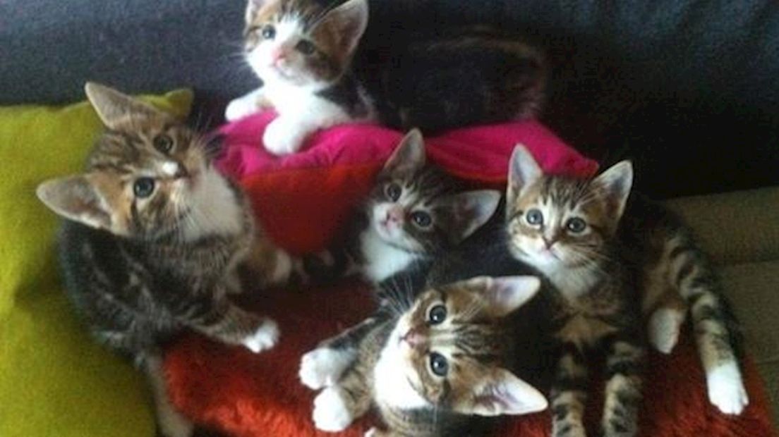 Kittens bij pleeggezin