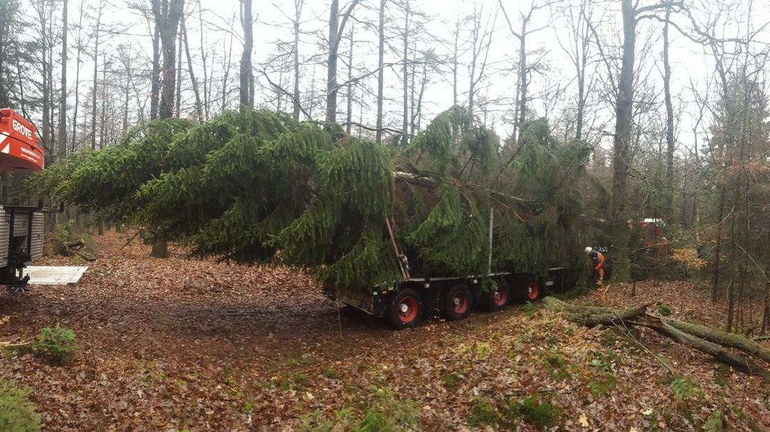 De 24 meter lange kerstboom ligt klaar voor zijn reis naar het noorden (Rechten: Dylan de Lange/RTV Drenthe)