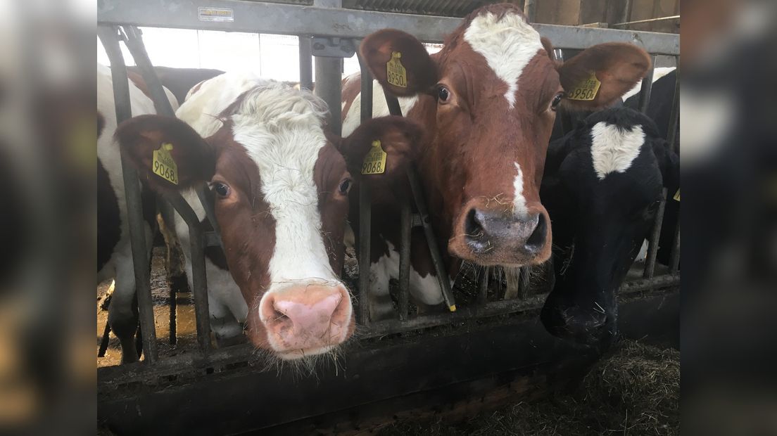 VIDEO: In actie om Fries Roodbont vee te redden - Omrop Fryslan