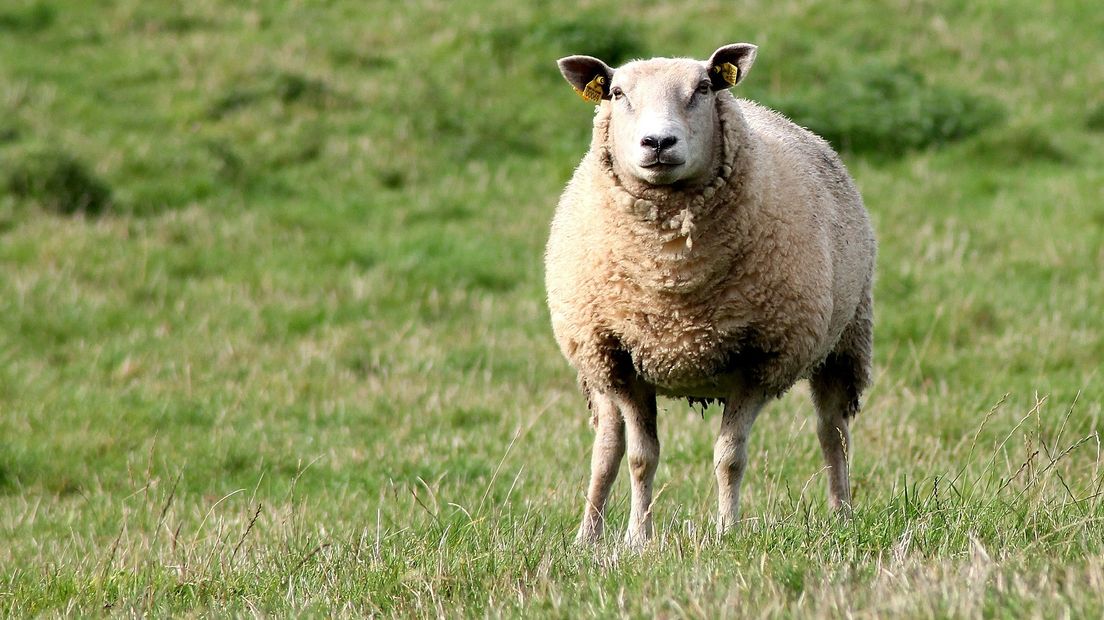 Op het Holtingerveld is er nauwelijks wat te eten voor de schapen (Rechten: Pixabay)