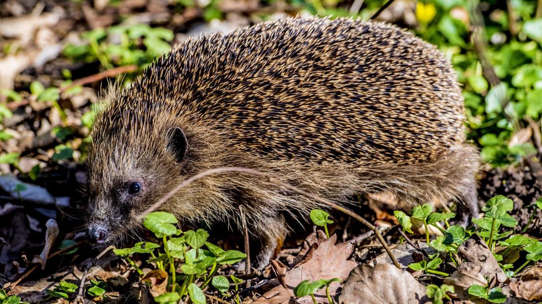Een egel