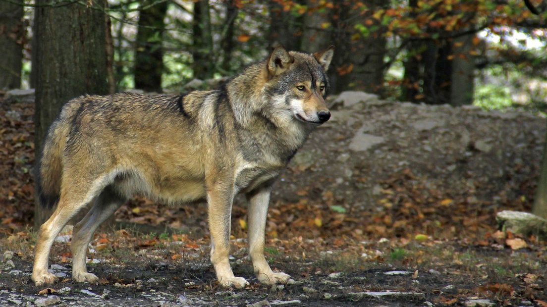 Liep er een wolf in de buurt van Appelscha? (Rechten: Pixabay.com)