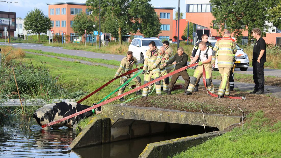 Negen mannen trekken aan koe. Eén geeft aanwijzingen.