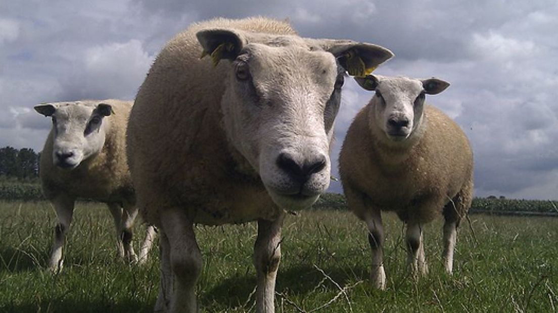 Staatsbosbeheer is op zoek naar vrijwilligers die in Hoog Buurlo als schaapherder willen werken.De schaapskudde bij Apeldoorn wil de vrijwilligersgroep die de vaste herder ondersteunt, uitbreiden.