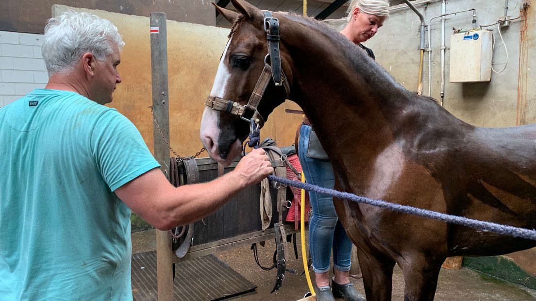 Veerman haalt beste paard van stal voor paardenconcours Norg - RTV Drenthe