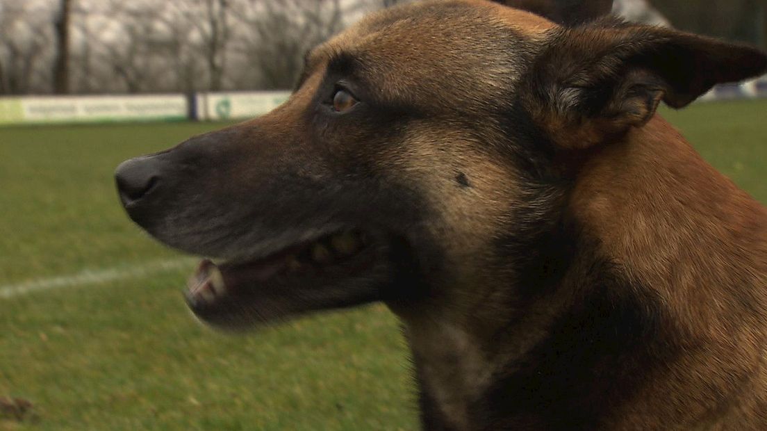 Politiehond