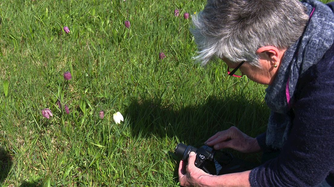 Fotografen leggen de kievitsbloem graag vast