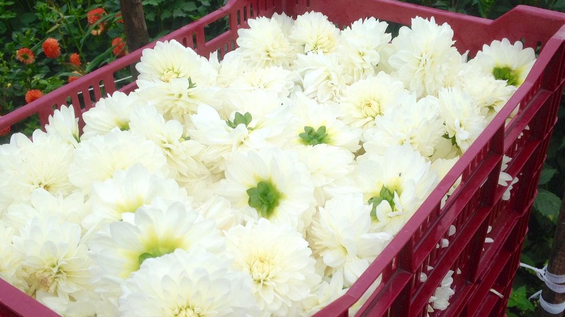 Dahlia's zijn er dit jaar te weinig voor het bloemencorso in Sint Jansklooster