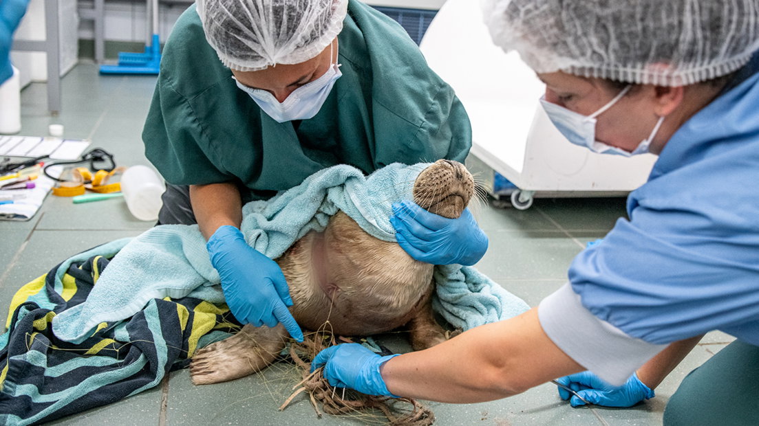 Zeehond Tefiti wordt behandeld door medewerkers van Zeehondencentrum Pieterburen
