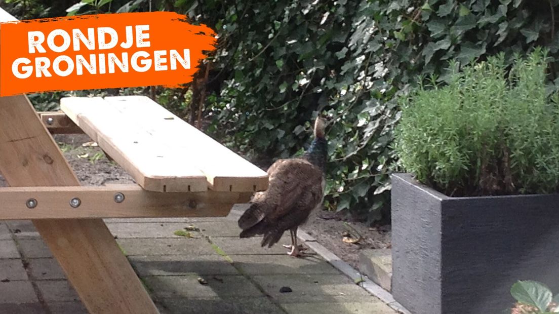 De pauw wandelt vrolijk door de tuin