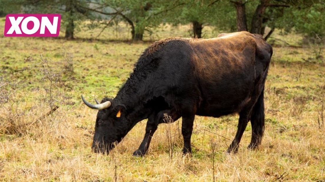 Vandaag zijn we met Zomer in Gelderland in Stroe. Kom je langs? Dit kun je doen en zien in Stroe!