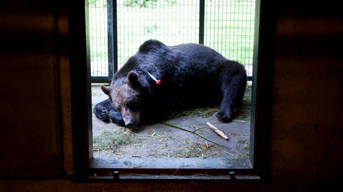 Een beer die in 2010 verwaarloosd gevonden werden in een circuswagen.