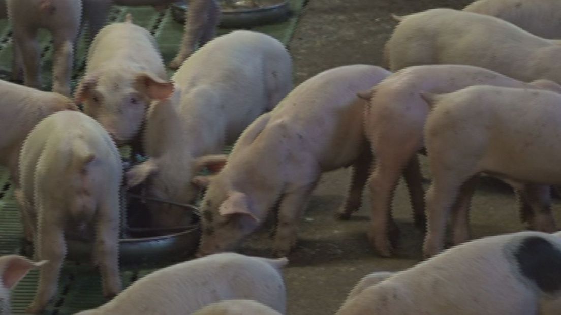 Hoe kan het dat de bijna 400 dode varkens in Berkelland zolang in hun stal lagen en dat niemand dat wist? Dat is de vraag die een dag na de bekendmaking van het nieuws blijft hangen.