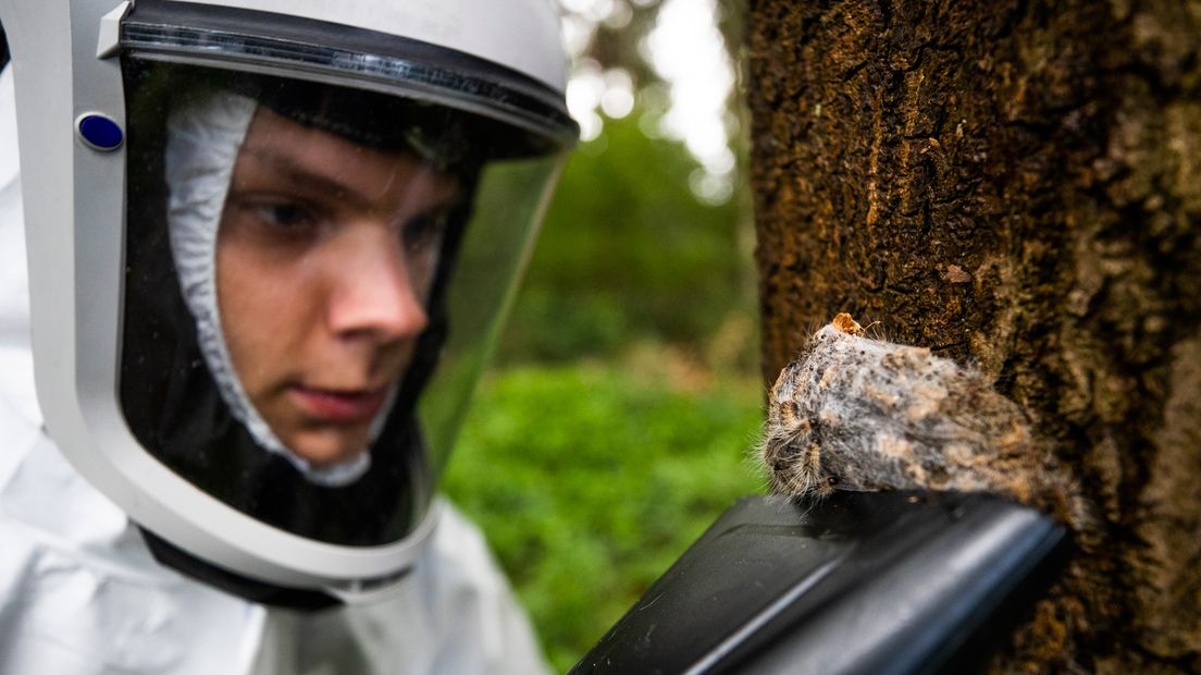 Een boom vol met eikenprocessierupsen wordt onder handen genomen door een bestrijder in Zeist.