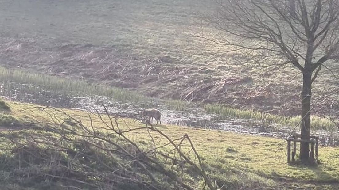 Wolf Wijster