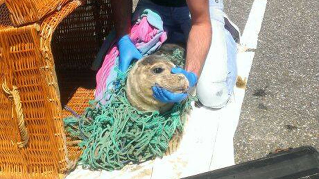 De zeehondencrèche zegt dat steeds meer visnetafval de zeehond bedreigt
