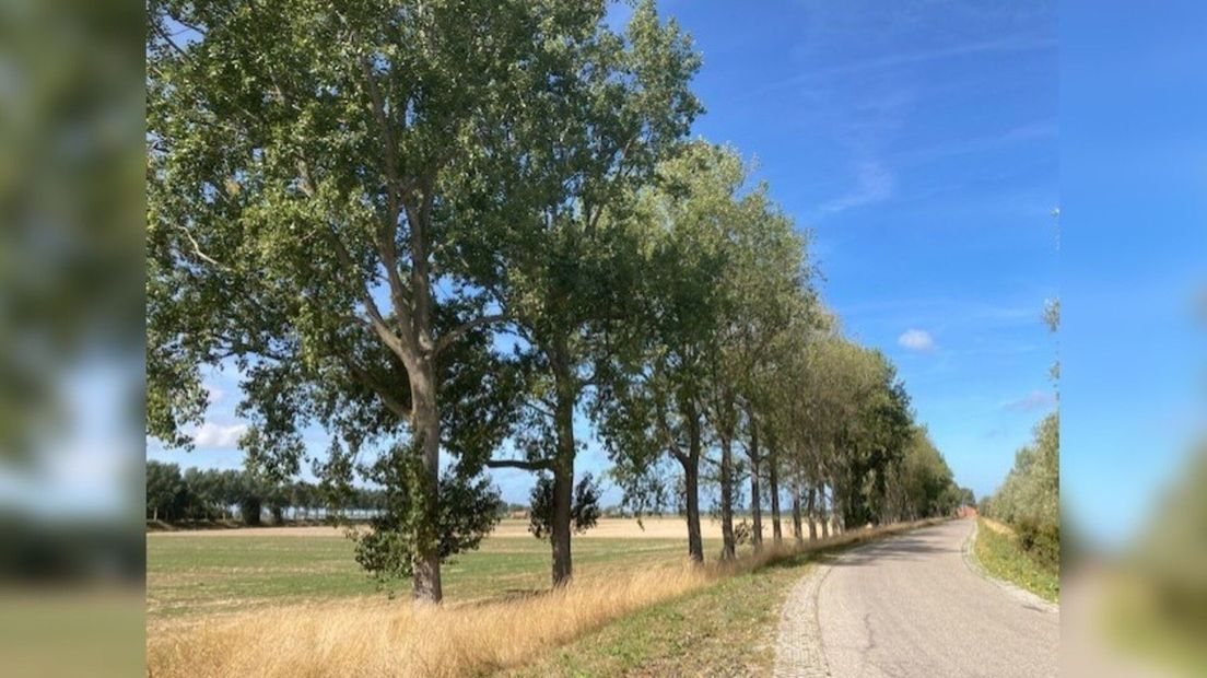 'Bomen kappen in een tijd dat juist opgeroepen wordt om er te planten, dat schuurt' - Omroep Zeeland