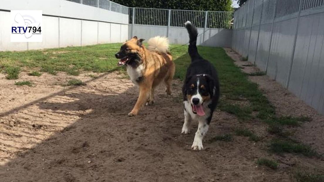 Spelende honden.
