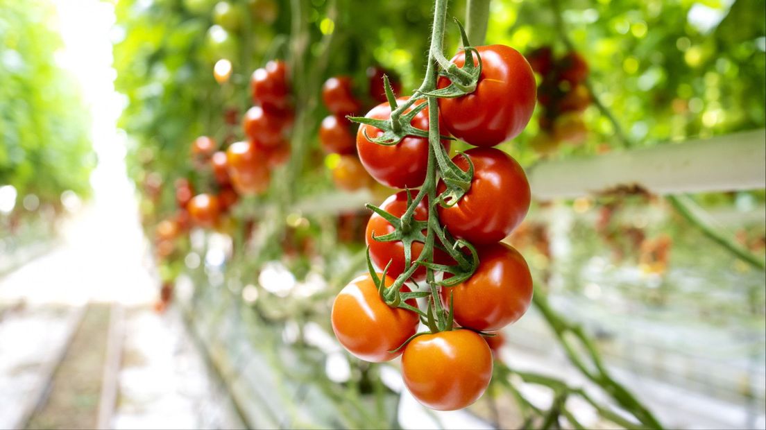 Tomato Pallet Embezzlement: Investigations Uncover Allegations against Maassluis and ‘s-Gravenzande Managers