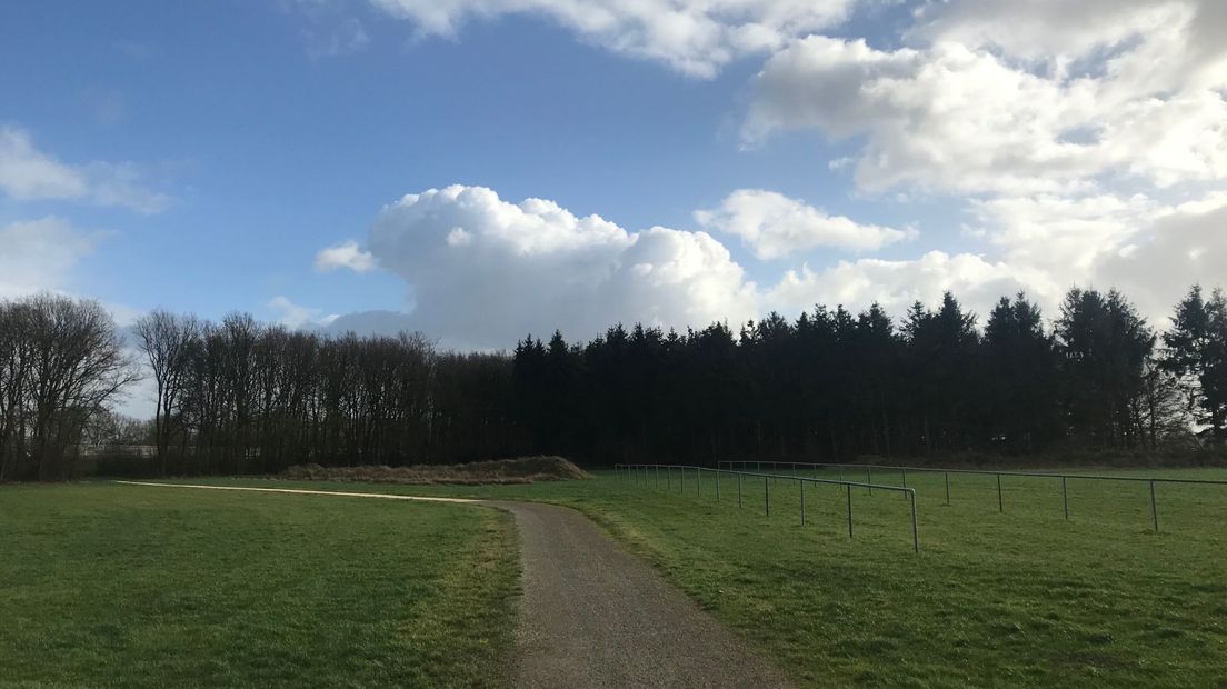 In dit bosje bij Pesse staat een 50 meter hoge reclamemast van Green Planet gepland langs de A28 (Rechten: RTV Drenthe / Margriet Benak)
