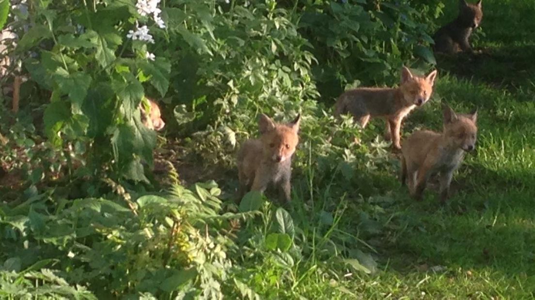 Vossenjongen in de tuin van Joke