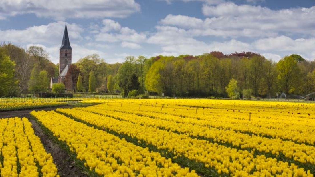 Drenthe is de vierde bloembollenprovincie van Nederland (Rechten: Karin Broekhuijsen)
