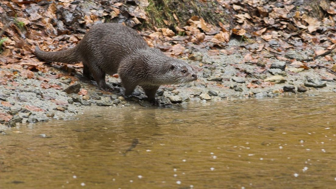 De otter reist over land en door water