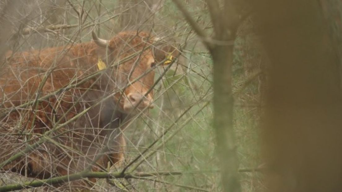 Koe Hermien in de bossen (Rechten: RTV Oost)