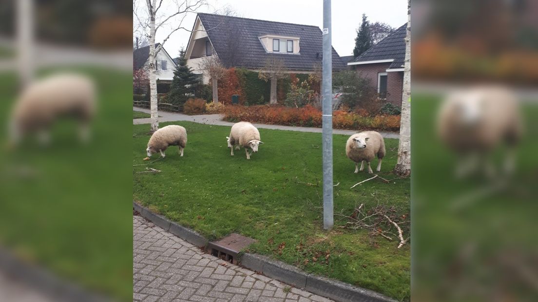 Loslopende schapen in een woonwijk in De Wilp