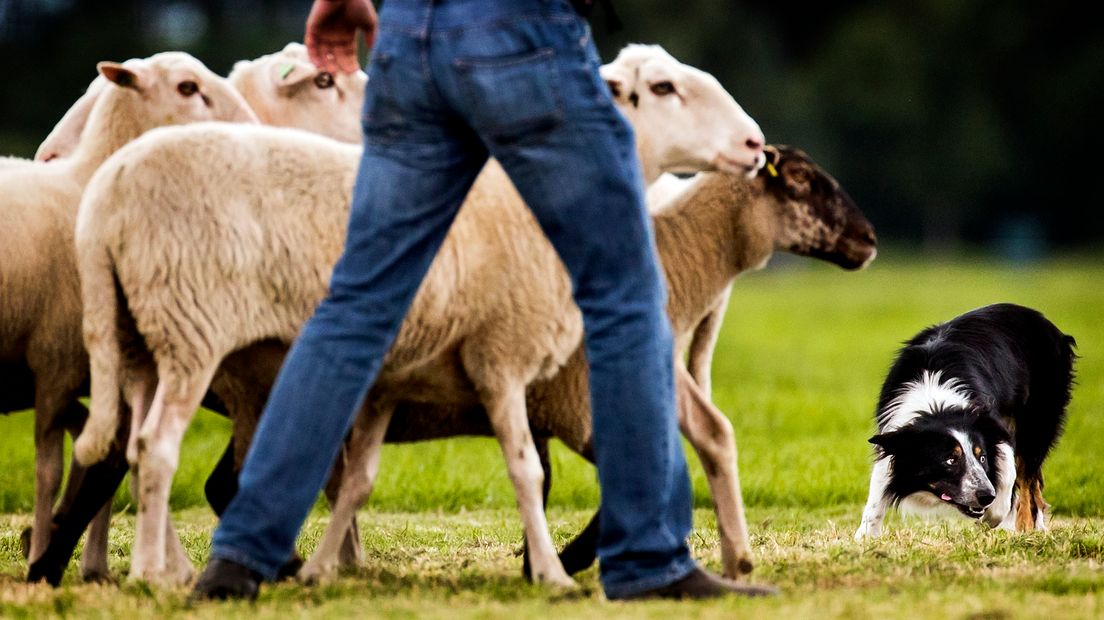 De gemeente Borger-Odoorn is van mening dat de schapentocht behouden moet blijven voor Exloo (Rechten: ANP/Koen van Weel)