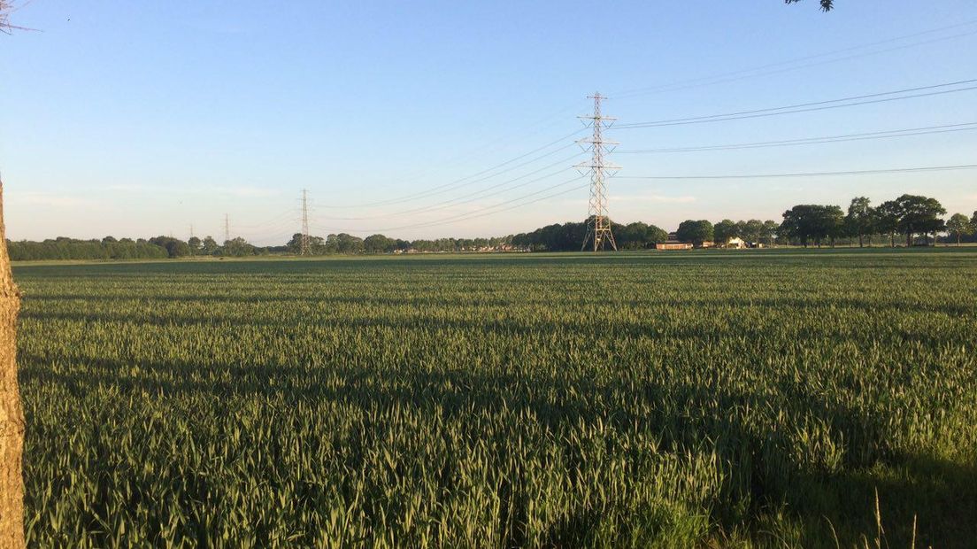 Graanvelden in Zeijen (Rechten: Rebecca Wuffen/RTV Drenthe)