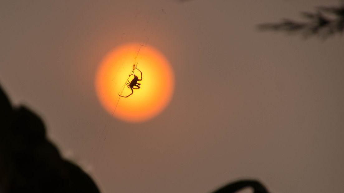 Een spin voor de zon in Wemeldinge