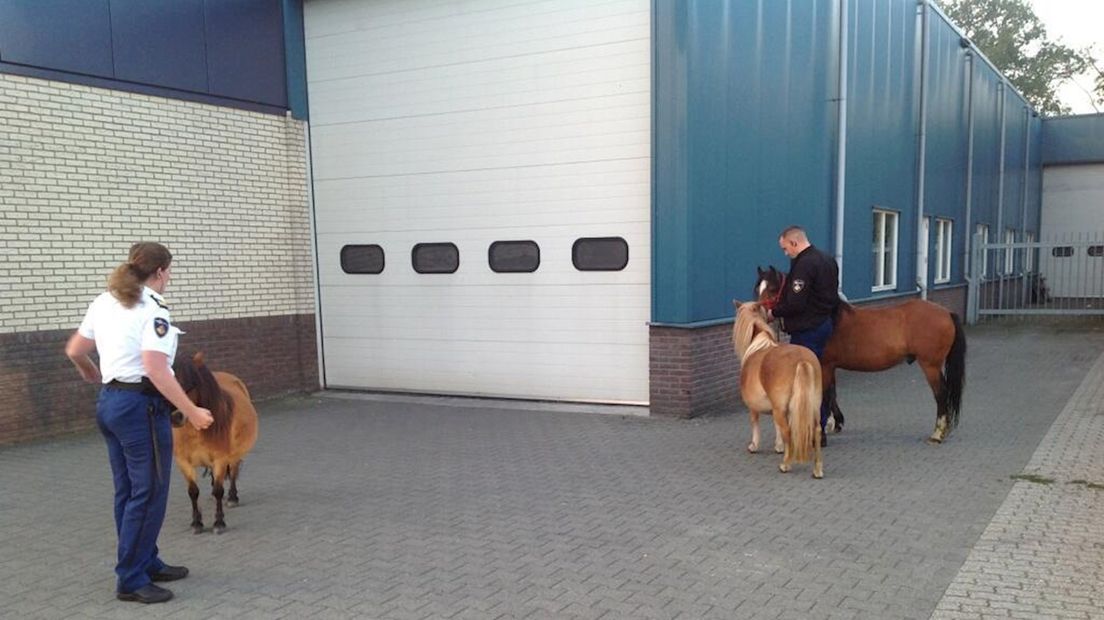 De politie en de pony's