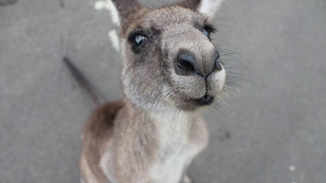 De zoektocht naar de ontsnapte wallaby uit Epe heeft eindelijk resultaat opgeleverd. Maandag rond de klok van 22.00 uur werd het dier gevangen en weer terug naar de kinderboerderij gebracht.