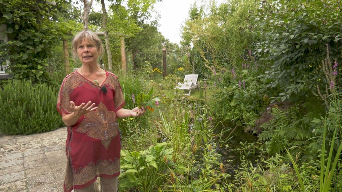 Eetbare tuin: 'Oogsten zonder te zaaien' - RTV Drenthe